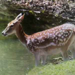 Meet your Posher, Richard